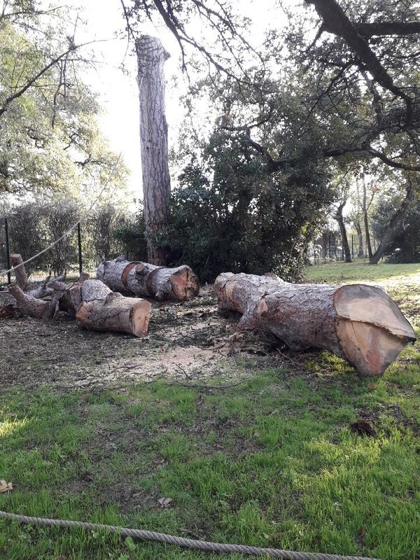 Déracinement et retrait d’arbre à Tournefeuille