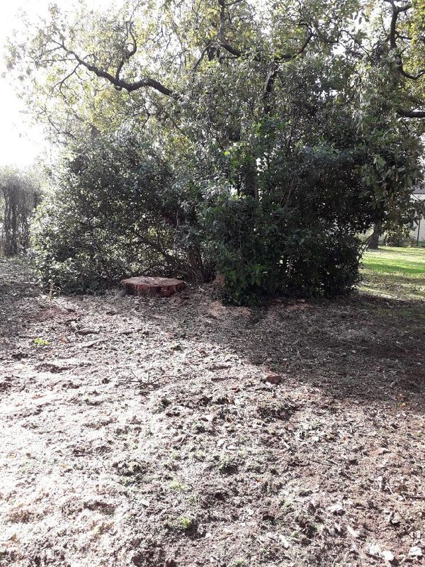 Un arbre menace de tomber sur votre maison à Colomiers ?