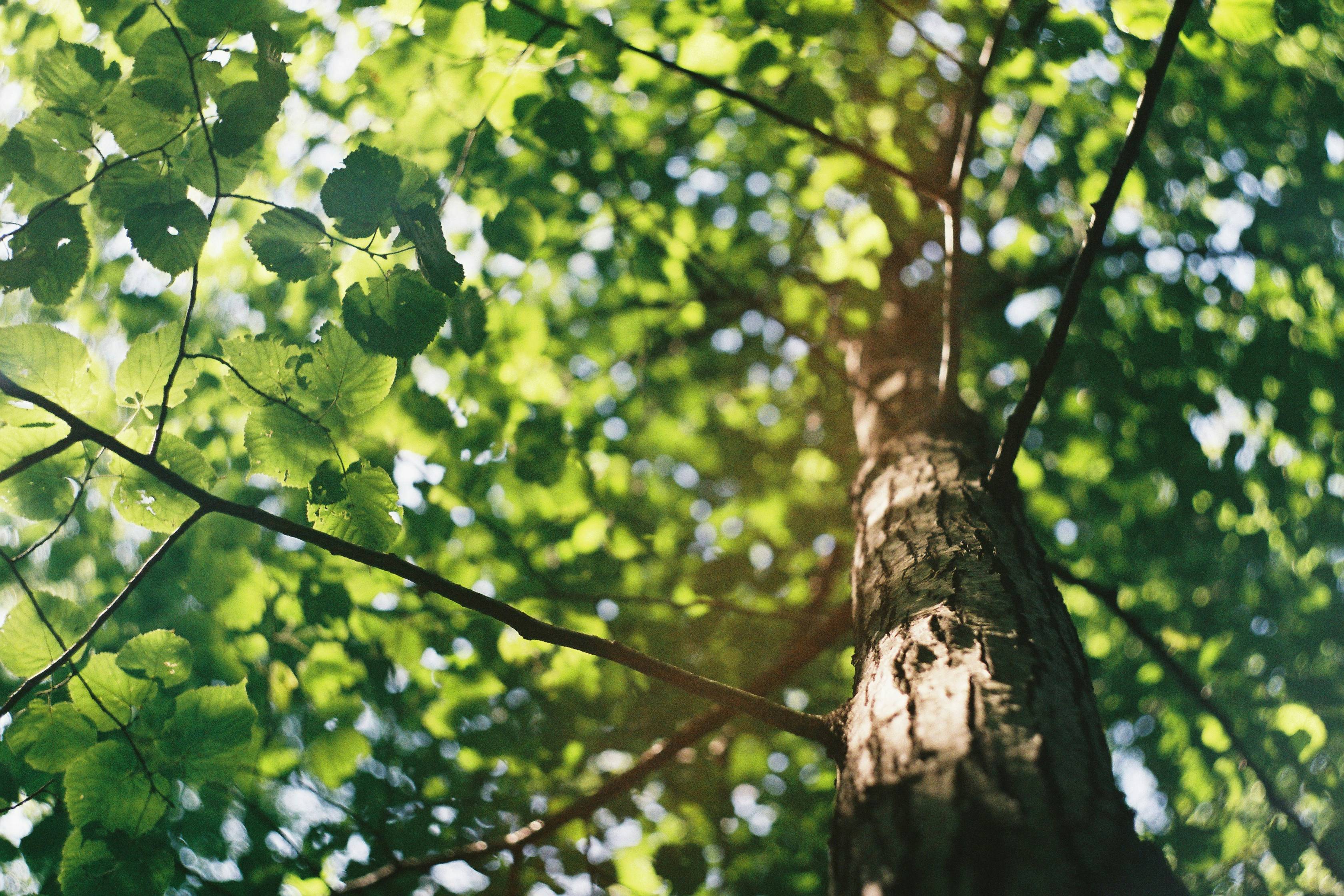 Société d'élagage et d'abattage d'arbres à Labège