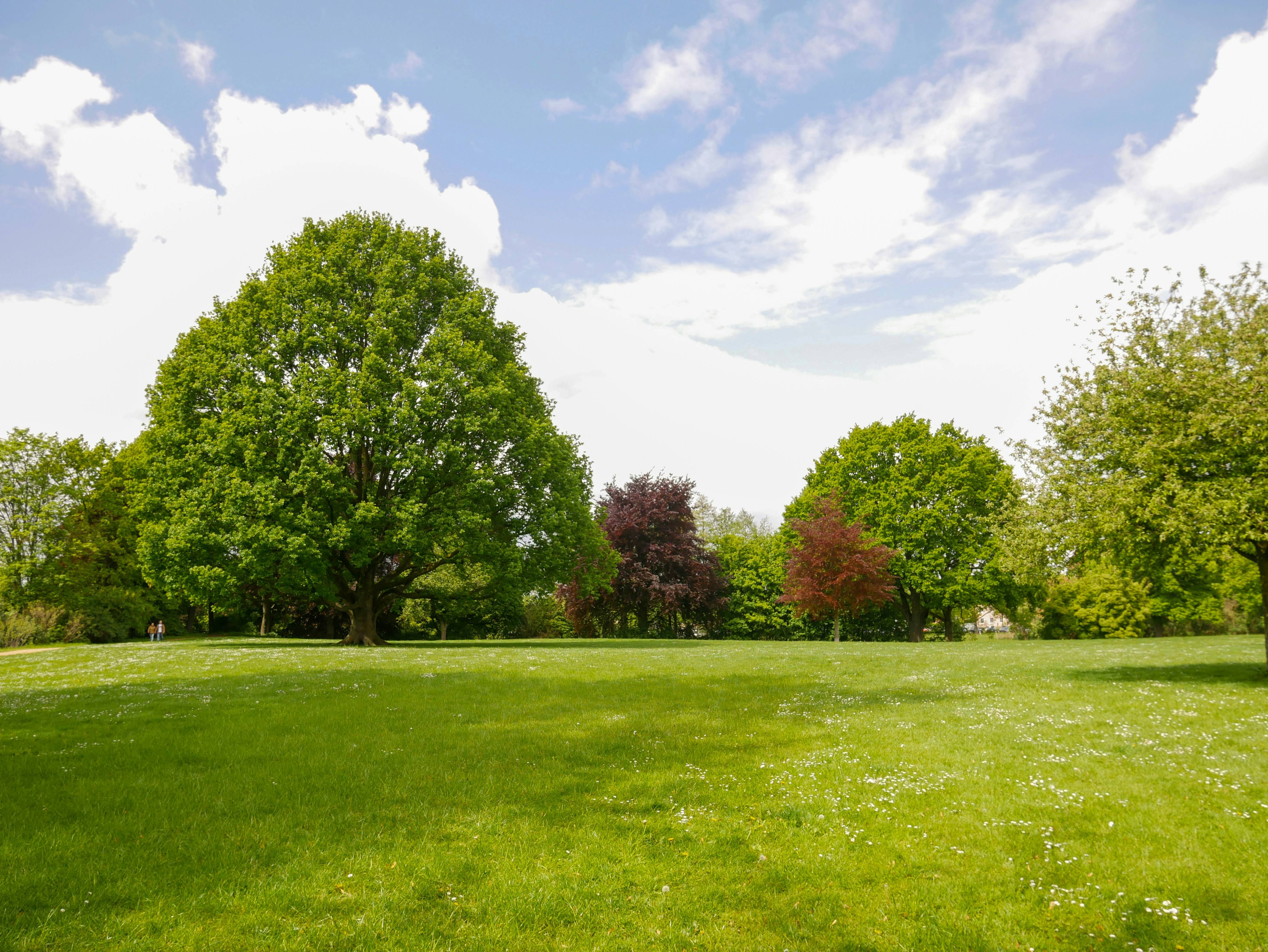 Devis pour élagage & abattage d'arbre à Fonsorbes et autour