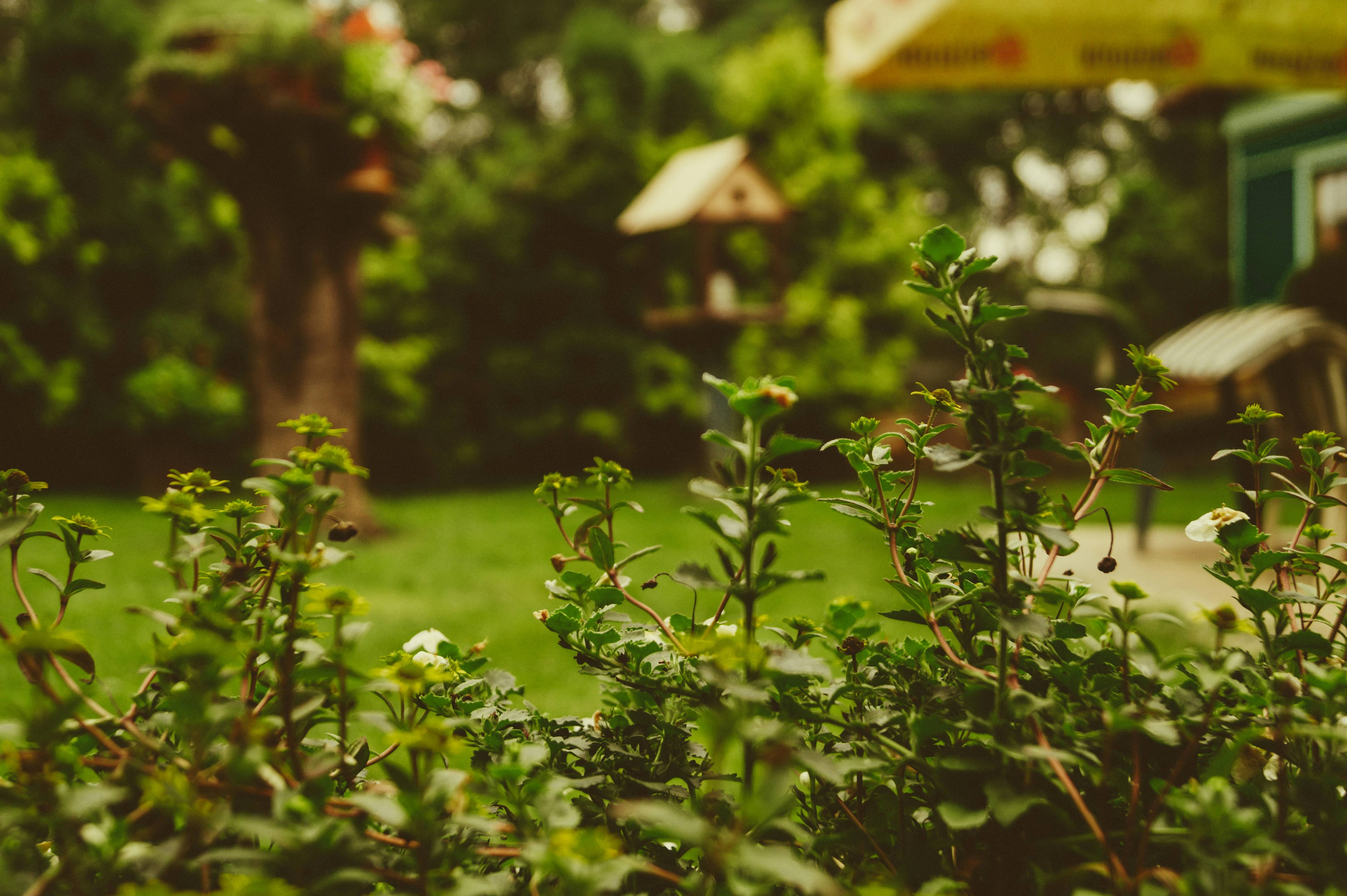 Paysagiste pour l'entretien de votre jardin à Seysses